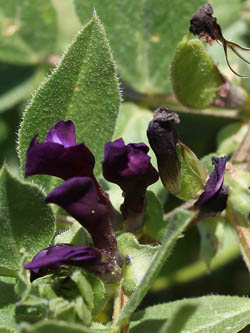 Vicia narbonensis, French vetch, Narbonne vetch, Purple Broad Bean, בקיה צרפתית